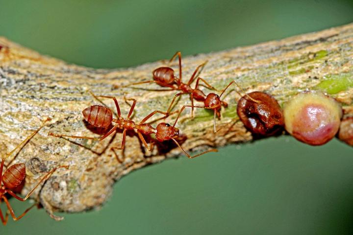 Traitement anti-fourmis Guadeloupe