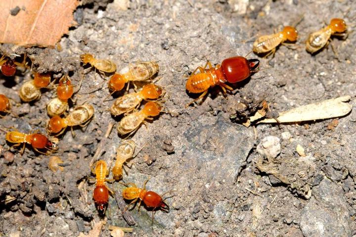 Nous éliminons les fourmis de manière durable et sans danger.