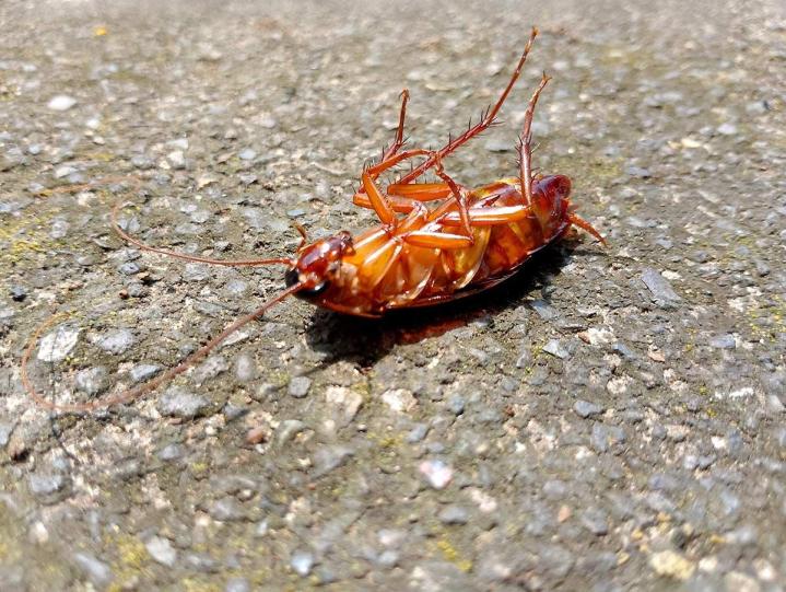 Nous garantissons l'élimination complète des cafards et des blattes rapidement.