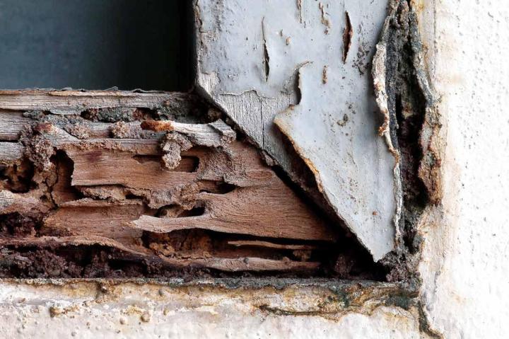 Comment prévenir une infestation de punaises de lit ? Guadeloupe
